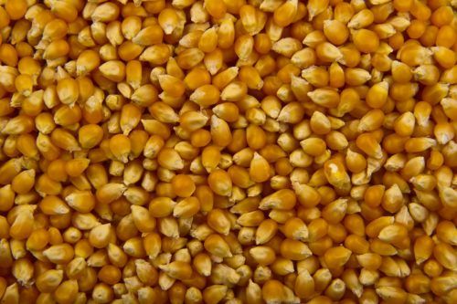 Is Our Popcorn Gluten Free?